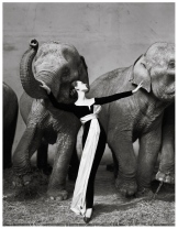 RICHARD AVEDON Richard-avedon-dovima-with-elephants-evening-dress-by-dior-cirque-d_hiver-paris-august-1955